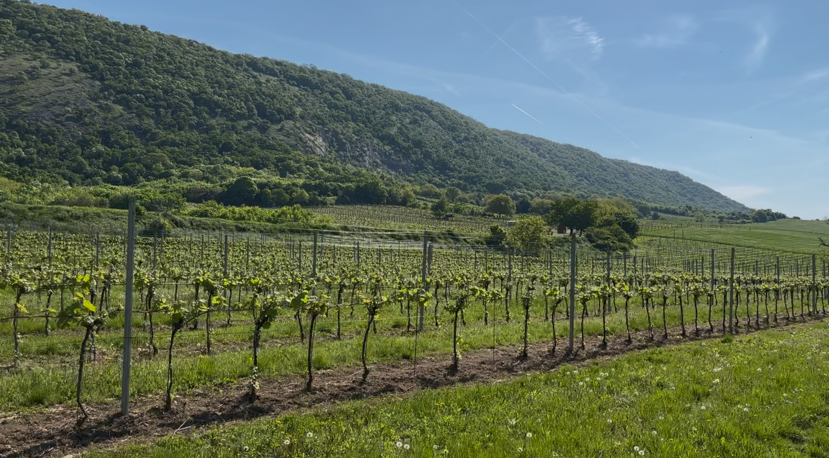  Hungary’s Healing Flavors: A Journey Through Csókakő, Mór, and the Soul of Ezerjó Restaurant